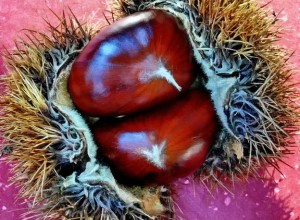 European Hybrid Chestnut